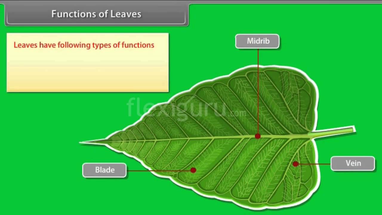 leaves function of plant